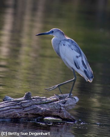 Missing Image: i_0015.jpg - Taking-a-step-Blue-Egret