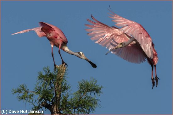 Missing Image: i_0016.jpg - Frolicking Spoonbills-