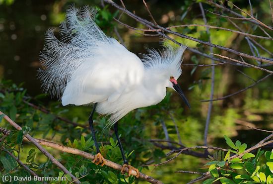 Missing Image: i_0019.jpg - Snowy Egret