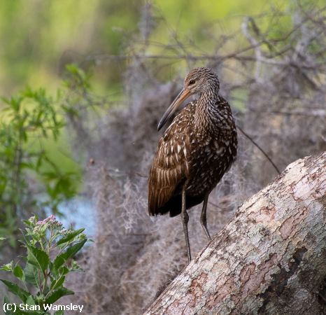 Missing Image: i_0023.jpg - Limpkin, Morning Light