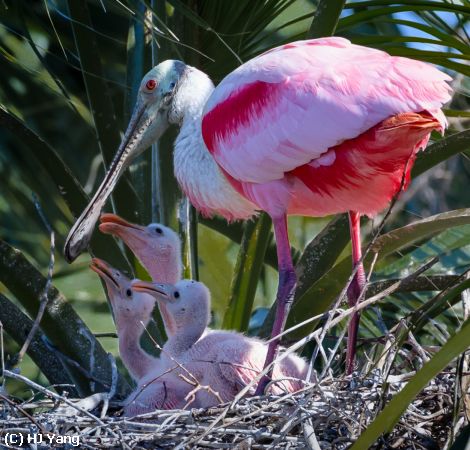 Missing Image: i_0026.jpg - Roseate Spoonbill with babies