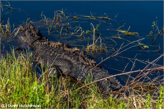 Missing Image: i_0027.jpg - Gatorback Ride-