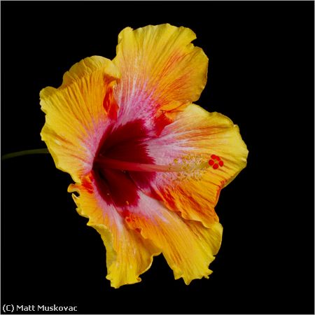 Missing Image: i_0003.jpg - Fiesta Hibiscus