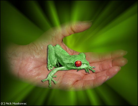 Missing Image: i_0004.jpg - Frog-In-Hand