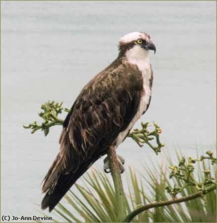Missing Image: i_0017.jpg - Male Osprey