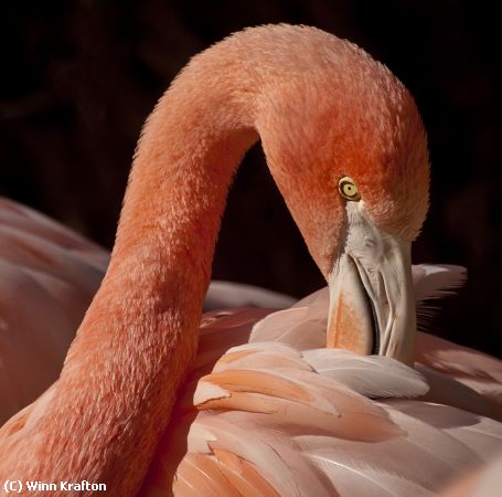 Missing Image: i_0022.jpg - Flamingo8788