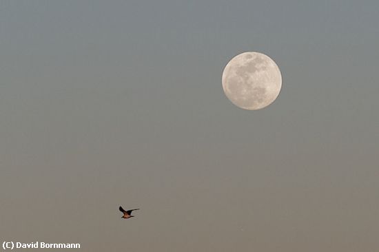 Missing Image: i_0030.jpg - Moon