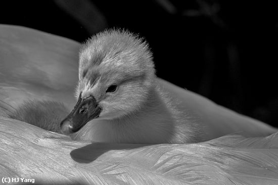 Missing Image: i_0046.jpg - Little Swan