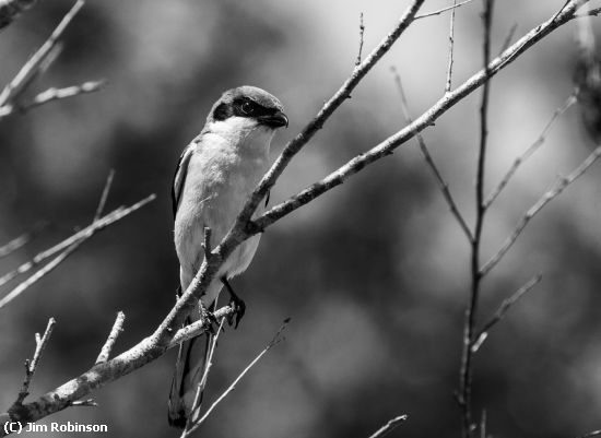 Missing Image: i_0049.jpg - Loggerhead Shrike