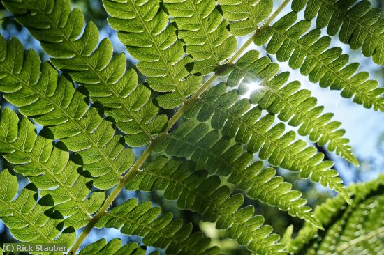 Missing Image: i_0012.jpg - Fern Along the Trail