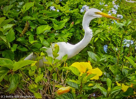 Missing Image: i_0017.jpg - hiding-in-the-Hibiscus-Egret