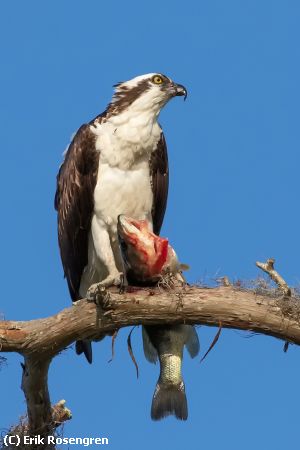 Missing Image: i_0019.jpg - Bass-breakfast-Osprey