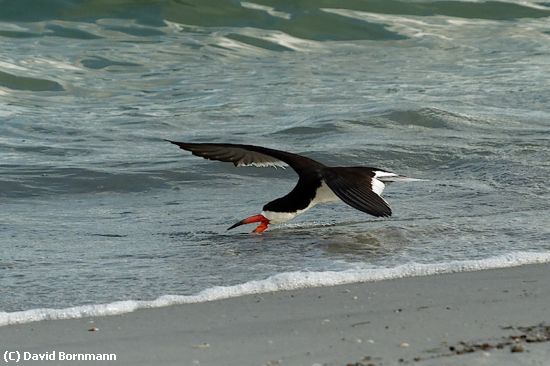 Missing Image: i_0022.jpg - Skimmer skimming