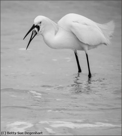 Missing Image: i_0054.jpg - Down-the-hatch-Snowy-Egret