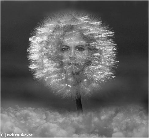 Missing Image: i_0063.jpg - Dandelion-Queen