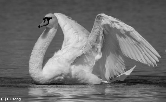 Missing Image: i_0064.jpg - Swan