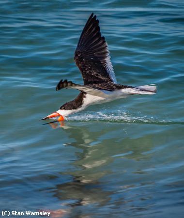 Missing Image: i_0006.jpg - Skimmer Fly Fishing