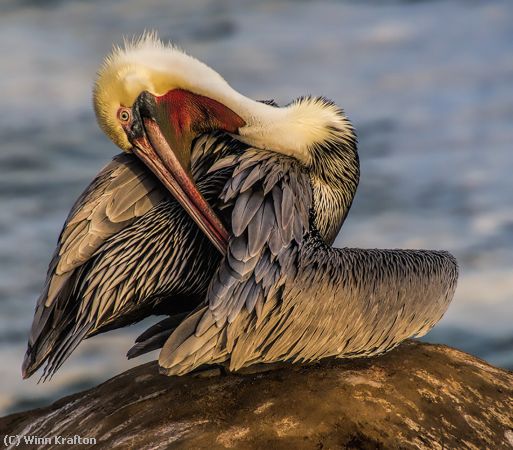 Missing Image: i_0007.jpg - 2259 LaJolla Pelican