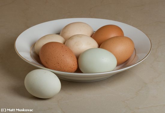 Missing Image: i_0010.jpg - Fresh Eggs