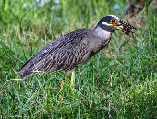Missing Image: i_0020.jpg - Night Heron with Lunch