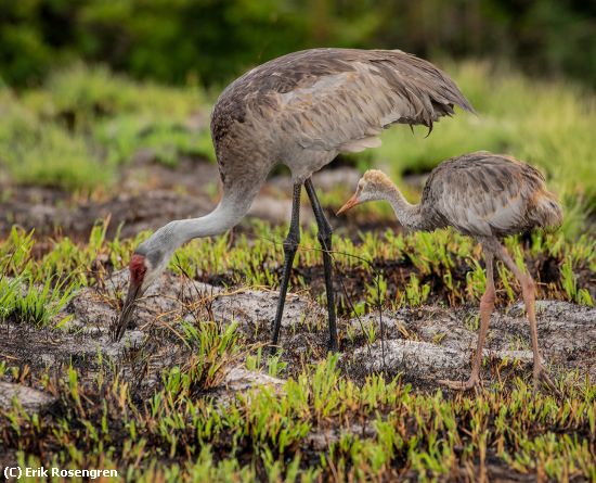 Missing Image: i_0025.jpg - Watching-Dad-Sandhill-Cranes