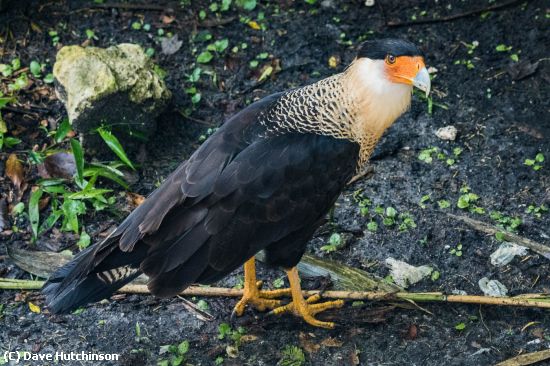 Missing Image: i_0030.jpg - Crested Caracara