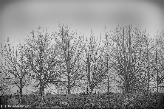 Missing Image: i_0059.jpg - Winter Trees