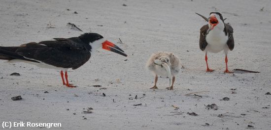 Missing Image: i_0009.jpg - Good-job-Black-Skimmers