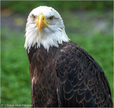 Missing Image: i_0014.jpg - Bald Eagle