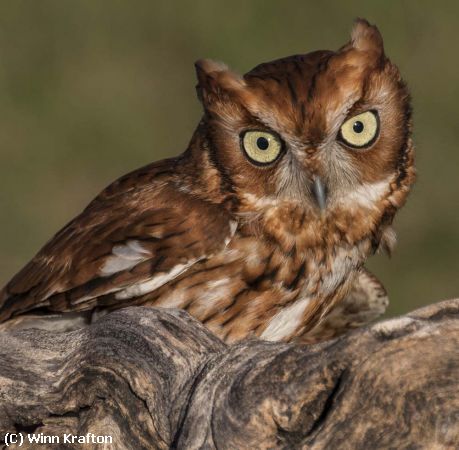 Missing Image: i_0018.jpg - ScreechOwl