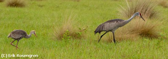 Missing Image: i_0024.jpg - Following-Mom-Sandhill-Cranes