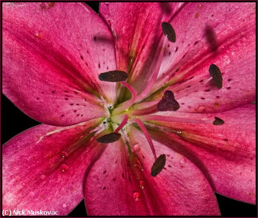 Missing Image: i_0028.jpg - LILY STAMEN