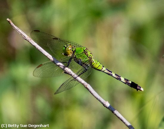 Missing Image: i_0029.jpg - Dragonfly Perch