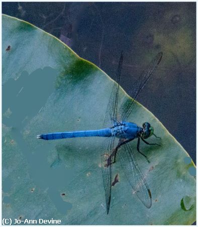 Missing Image: i_0030.jpg - Dragon Fly On  Split Leaf