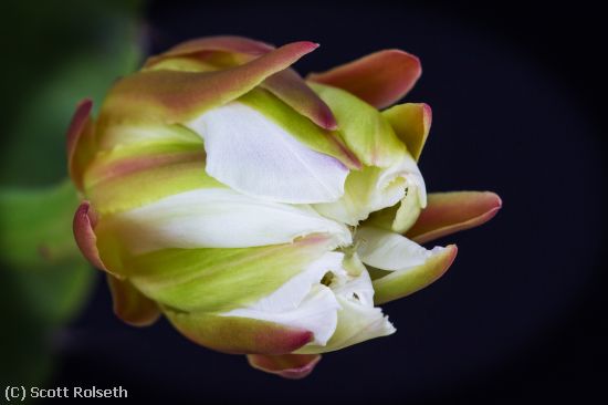 Missing Image: i_0037.jpg - cactus flower