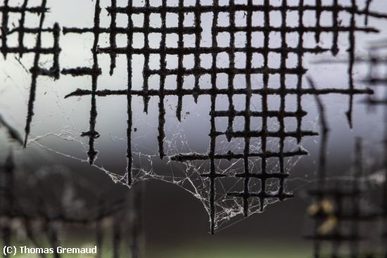 Missing Image: i_0044.jpg - Rotting Window Screen