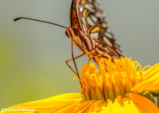 Missing Image: i_0049.jpg - Gulf Fritillary