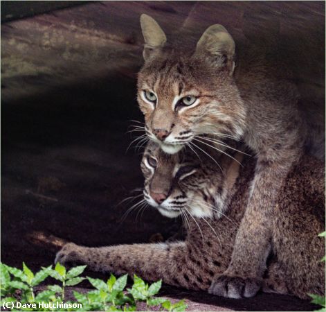 Missing Image: i_0002.jpg - Bobcat Pair