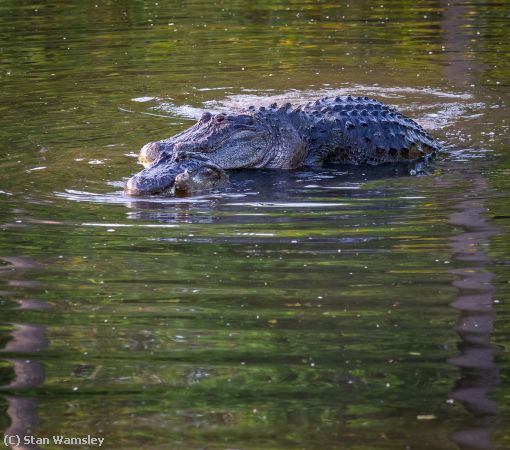 Missing Image: i_0003.jpg - Gators in Love