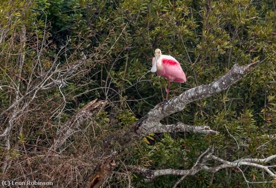 Missing Image: i_0004.jpg - Roseate Spoonbill