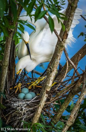 Missing Image: i_0012.jpg - Checking the Nest