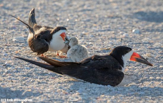 Missing Image: i_0015.jpg - Hand-off-Black-Skimmers