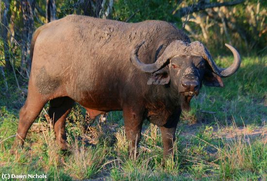 Missing Image: i_0010.jpg - Cape Buffalo