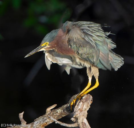 Missing Image: i_0011.jpg - All-shook-up-Green-Heron-9548