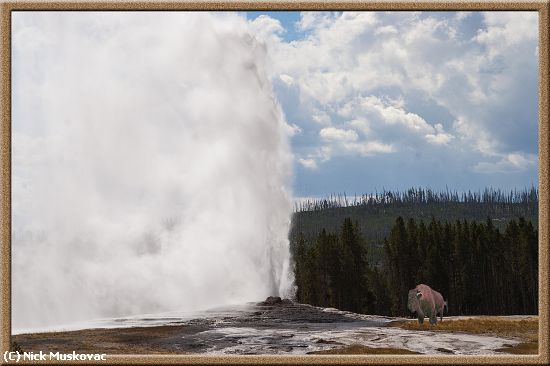 Missing Image: i_0046.jpg - Bison-at-Old-Faithful