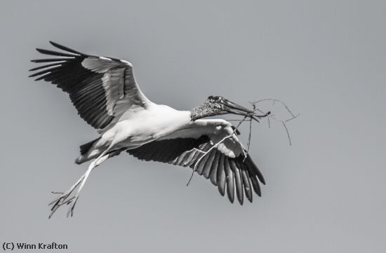 Missing Image: i_0054.jpg - WoodStork  3396