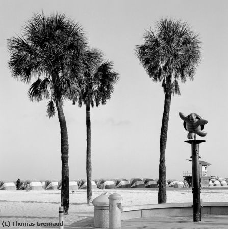 Missing Image: i_0062.jpg - Palm Trees and Turtle Shower