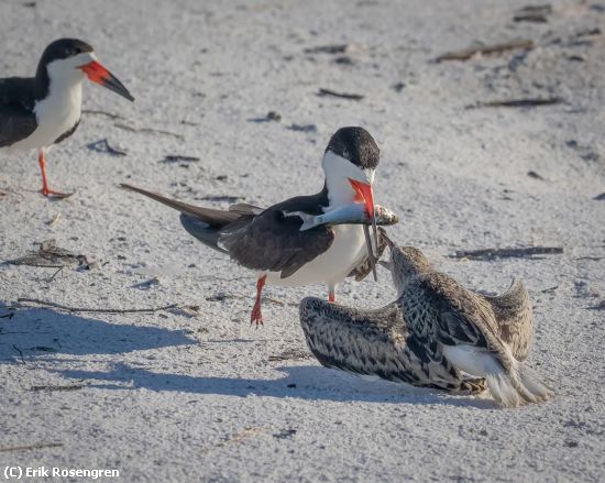 Missing Image: i_0005.jpg - Good-manners-Black-Skimmers