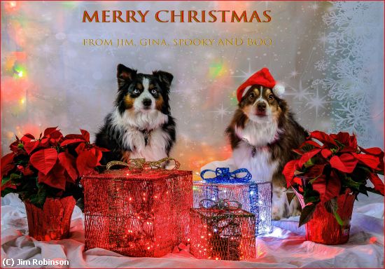 Missing Image: i_0009.jpg - Santa Paws