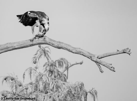 Missing Image: i_0046.jpg - Osprey Breakfast